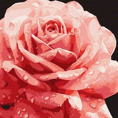 Картина раскраска по номерам на холсте - 40*40см Идейка КН3236 Совершенная роза