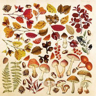 Набір карток - картинок для декору Фабрика Декору 02035 Botany autumn