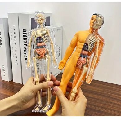 Конструктор Тіло людини 3D пазл пластиковий 28см 1028