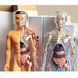 Конструктор Тіло людини 3D пазл пластиковий 28см 1028