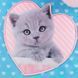 Ранець каркасний Kite мод 555 Studio Pets SP24-555S-1 35*26*13,5см