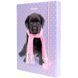 Папка для тетрадей B5 KITE мод 210 плотный картон на резинке Studio Pets SP23-210